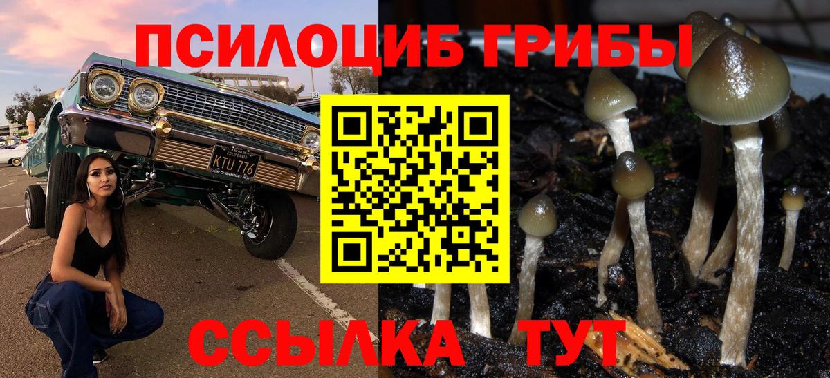 Галлюциногенные грибы Psilocybine cubensis Кострома